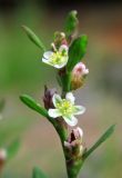 Polygonum aviculare