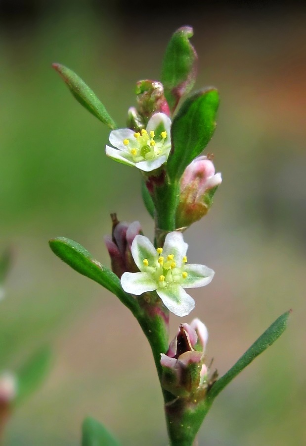 Изображение особи Polygonum aviculare.