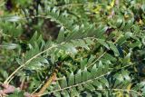 Gleditsia triacanthos