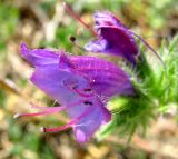 Echium plantagineum