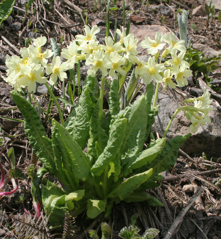 Изображение особи Primula pallasii.