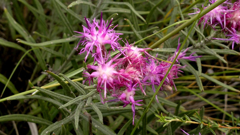 Изображение особи Saussurea salicifolia.