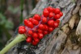 Arisaema