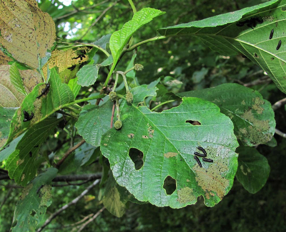 Изображение особи Alnus barbata.