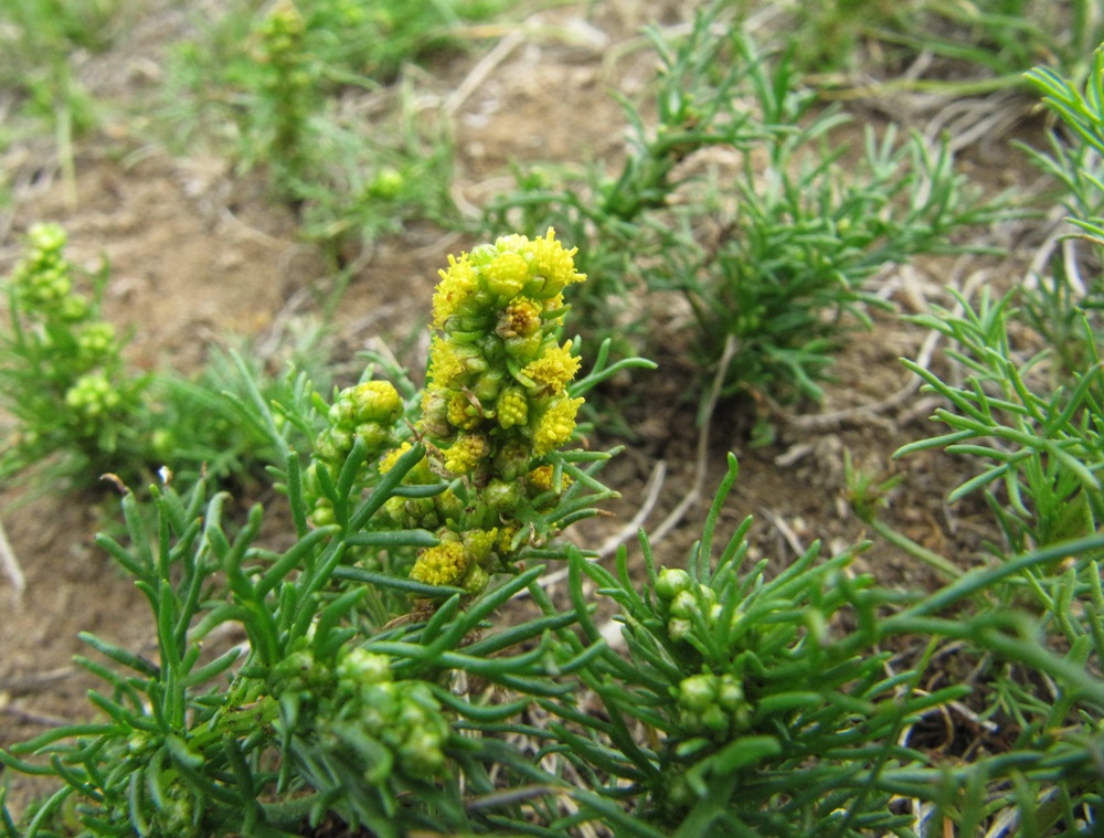 Image of Artemisia palustris specimen.