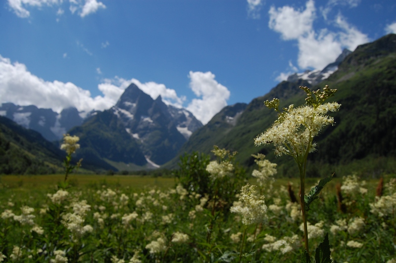 Image of Filipendula ulmaria specimen.