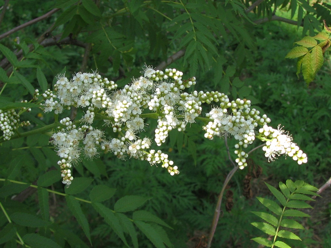 Image of Sorbaria sorbifolia specimen.