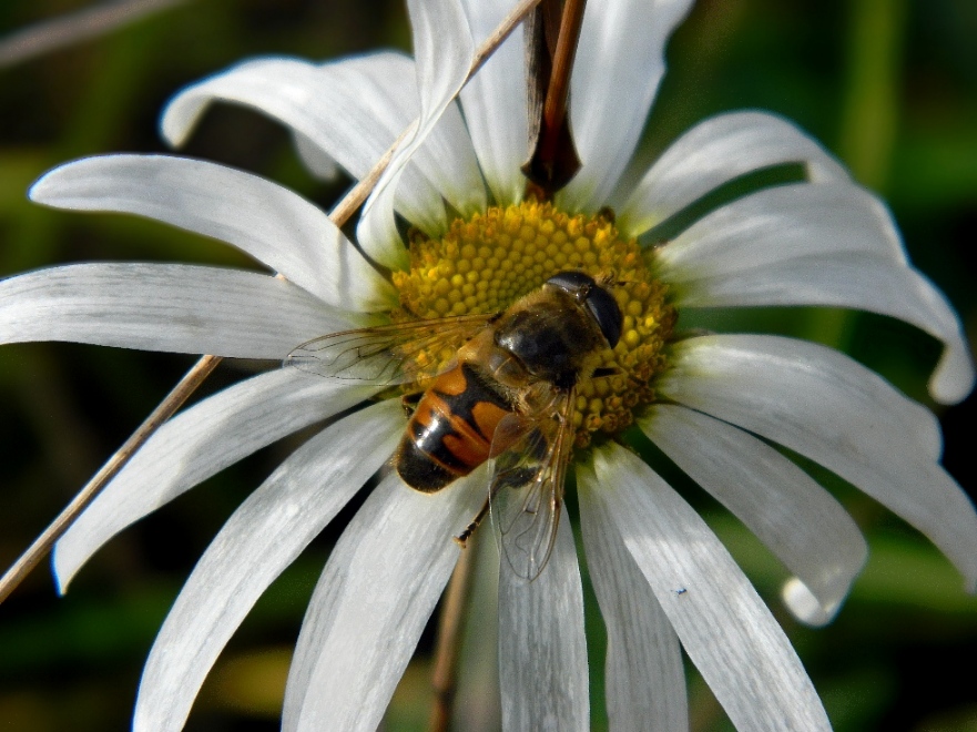 Изображение особи Leucanthemum vulgare.