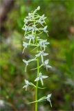 Platanthera bifolia. Соцветие. Ленинградская обл., Лужский р-н, окр. дер. Сяберо. 30.06.2012.