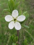 Prunus stepposa. Веточка с цветком. Ростовская обл., г. Новочеркасск, бугры. 2009 г.