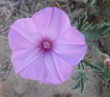 Convolvulus althaeoides. Цветок. Израиль, г. Беэр-Шева, рудеральное местообитание. 16.03.2013.