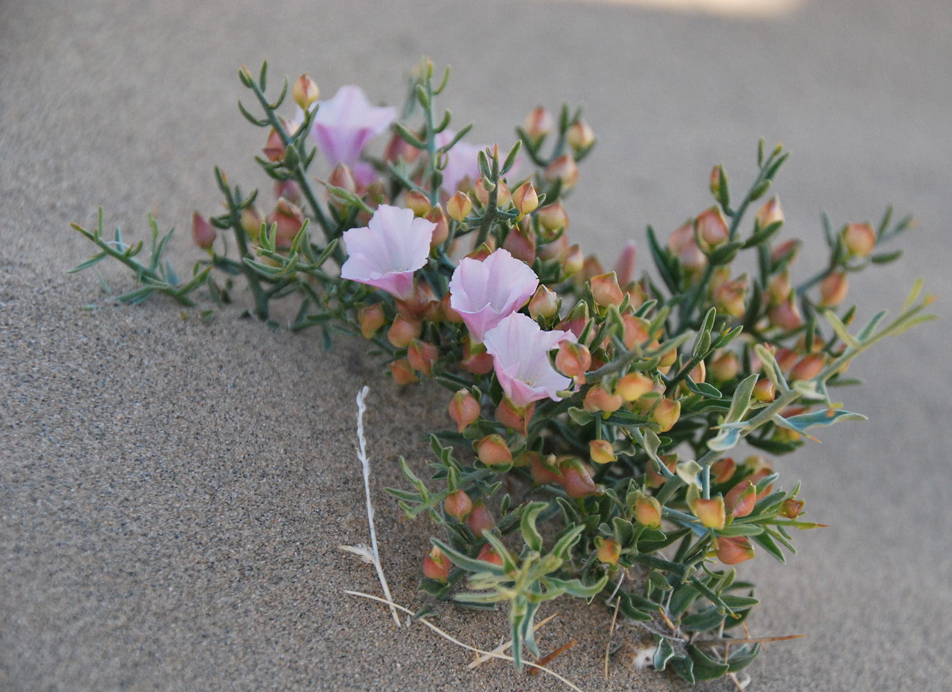 Изображение особи Convolvulus gortschakovii.