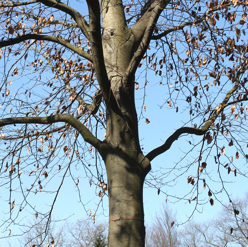 Image of Fagus sylvatica specimen.