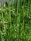 Equisetum ramosissimum. Спороносящие растения на обочине дороги. Крым, Севастополь. 29 мая 2009 г.