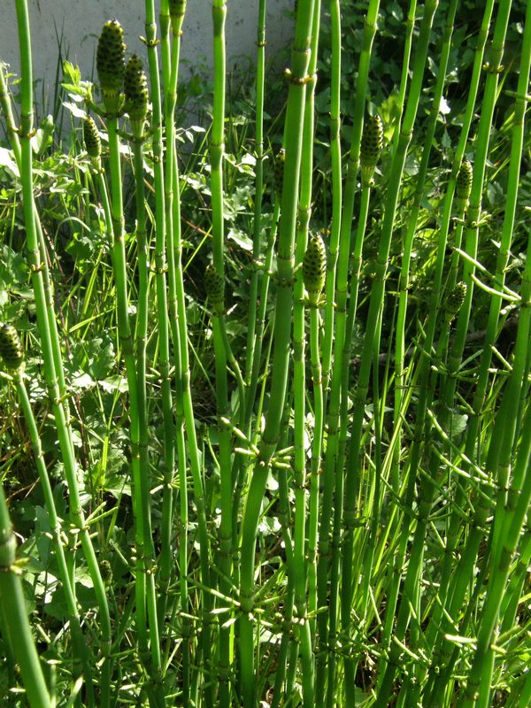 Изображение особи Equisetum ramosissimum.