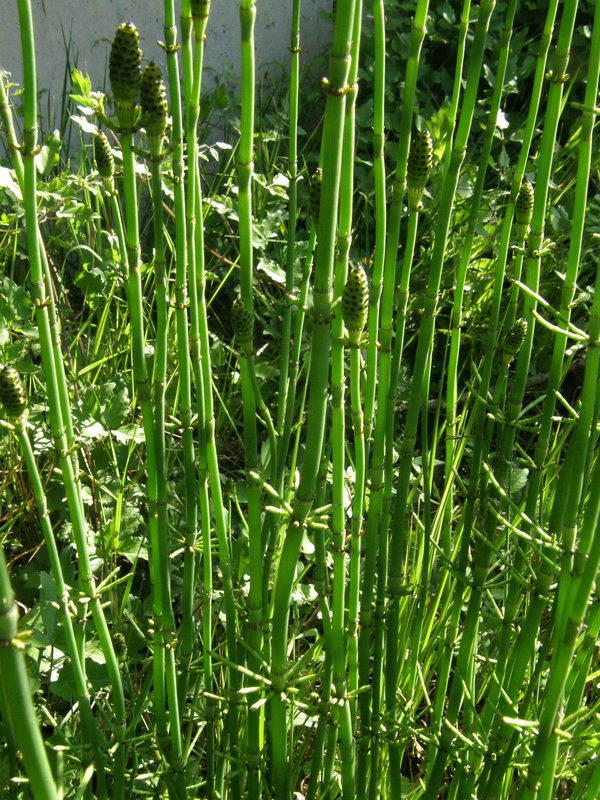 Image of Equisetum ramosissimum specimen.