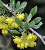 Berberis cretica