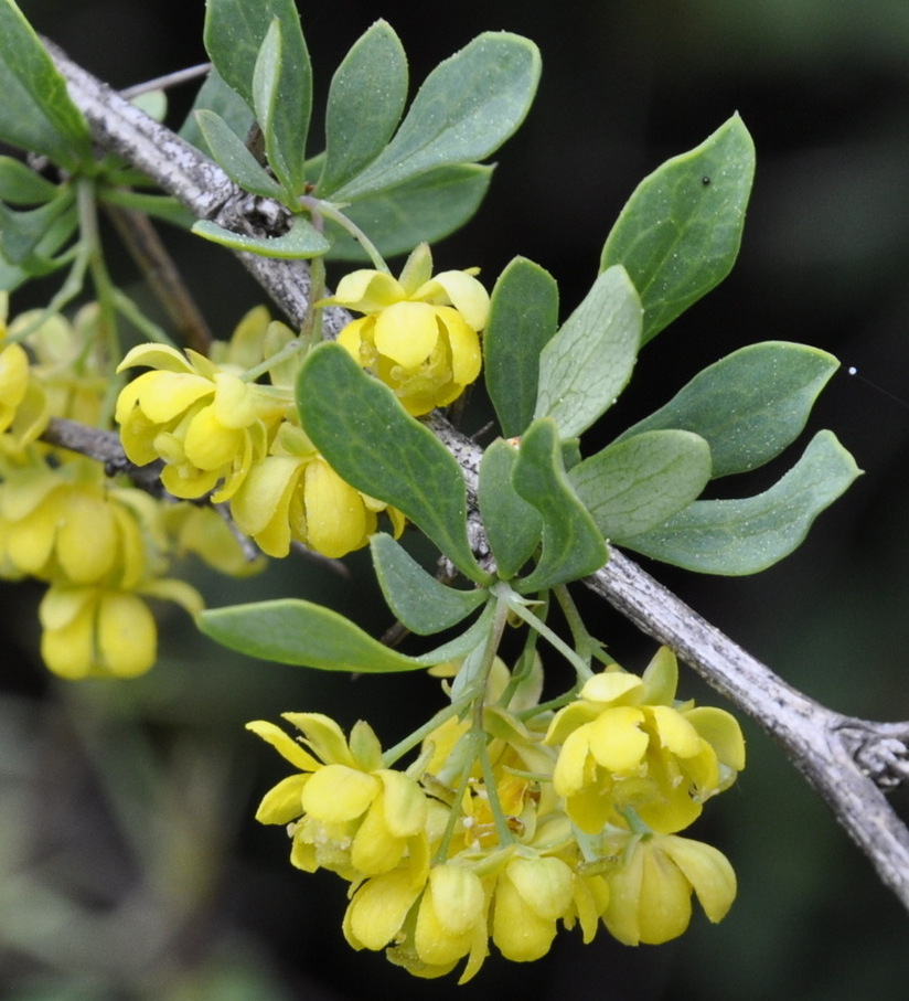 Image of Berberis cretica specimen.