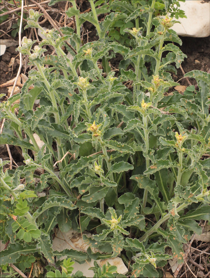 Image of Campanula komarovii specimen.