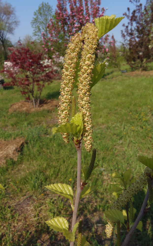 Image of genus Betula specimen.