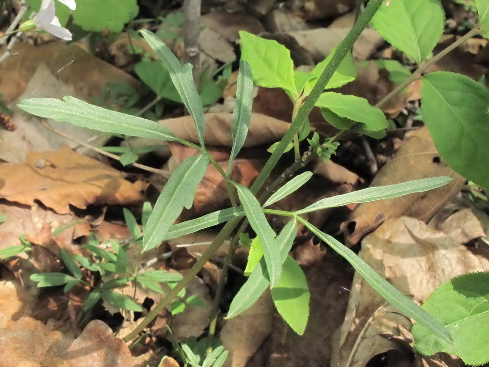 Изображение особи Cardamine trifida.