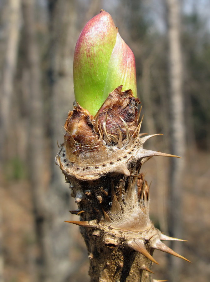 Изображение особи Aralia elata.