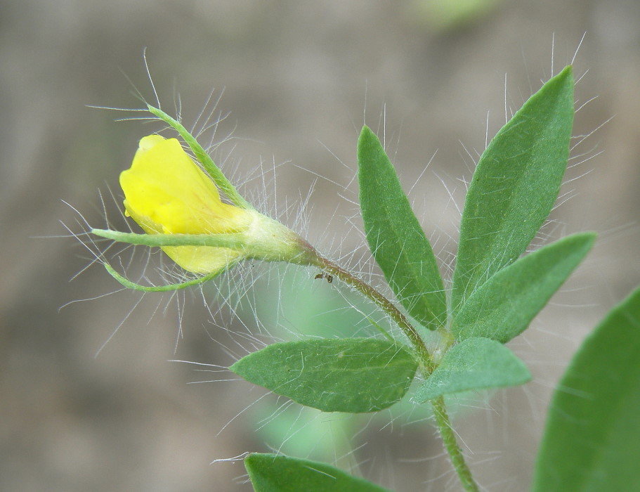 Image of Lotus praetermissus specimen.