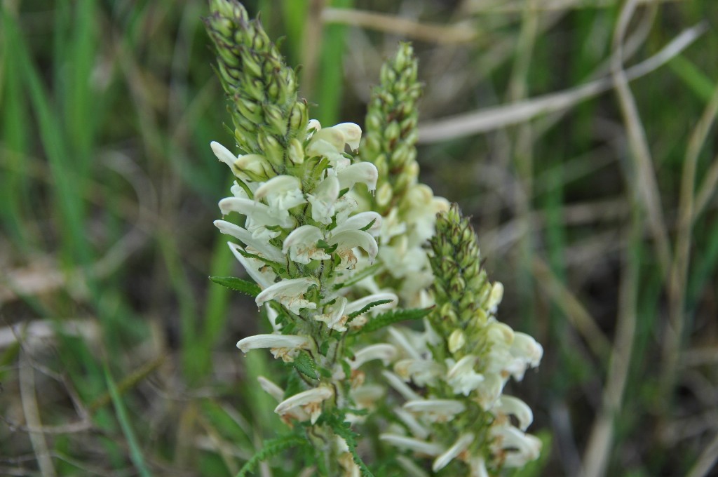 Image of Pedicularis venusta specimen.