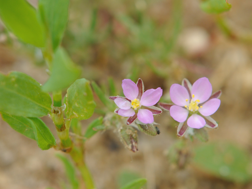 Image of Spergularia rubra specimen.