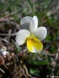 Viola arvensis