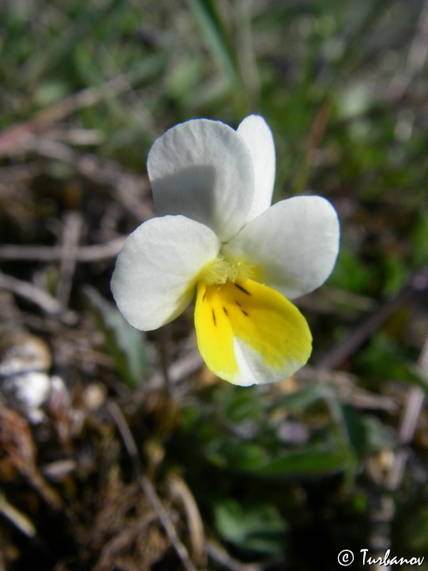 Изображение особи Viola arvensis.