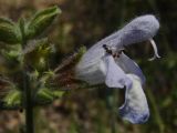 Salvia tomentosa