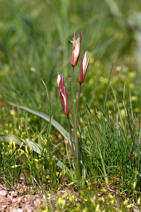 Изображение особи Tulipa bifloriformis.