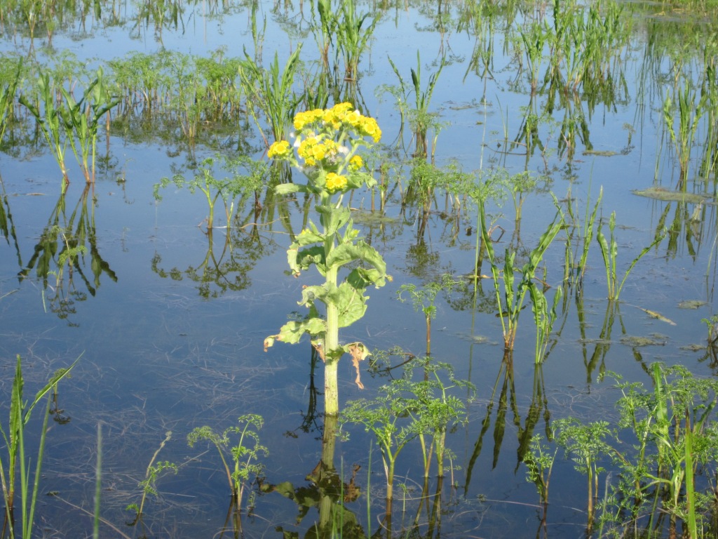 Изображение особи Tephroseris palustris.