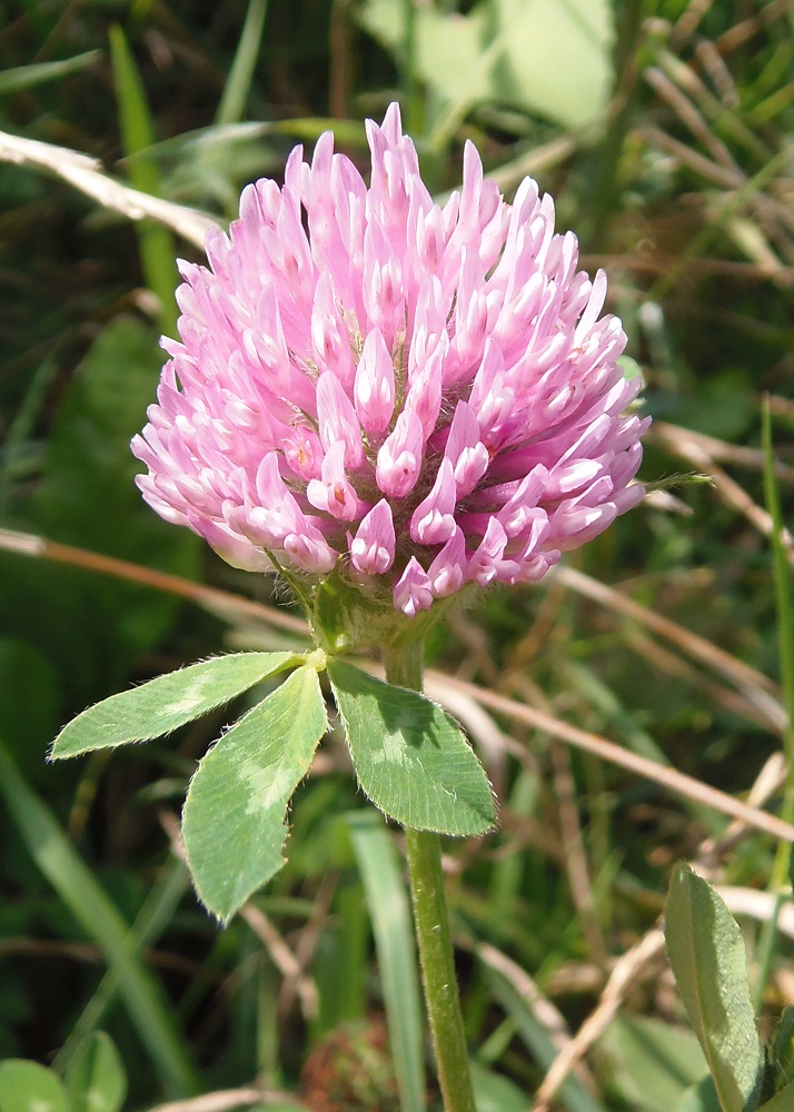 Изображение особи Trifolium pratense.