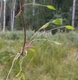 Ranunculus flammula. Выкопанное растение. Московская обл., Лотошинский р-н, окр. дер. Савостино. 02.08.2013.