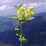 Rhinanthus schischkinii