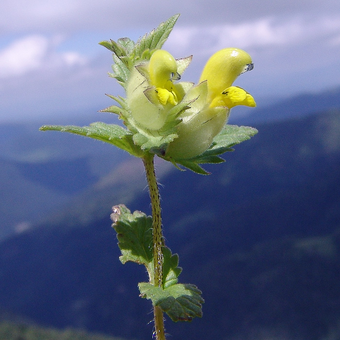 Изображение особи Rhinanthus schischkinii.