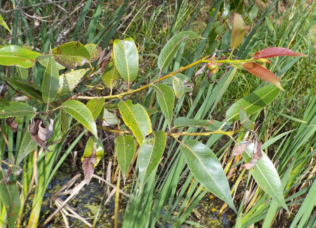 Image of Salix &times; lispoclados specimen.