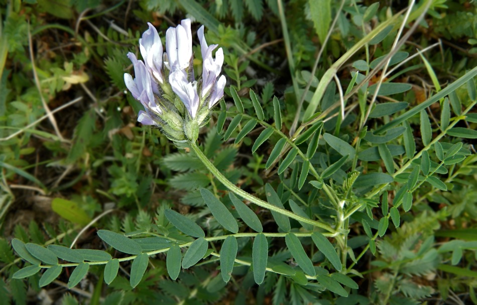 Изображение особи Astragalus agrestis.
