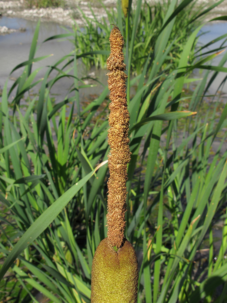 Изображение особи Typha latifolia.