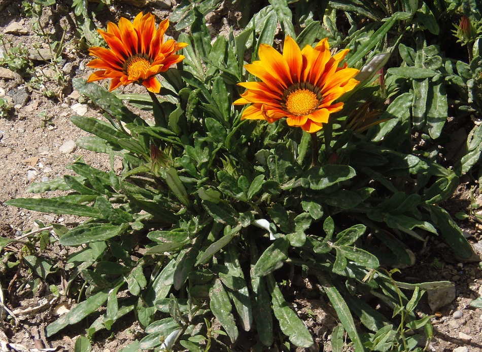 Image of Gazania &times; hybrida specimen.