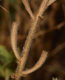 Oenothera drummondii