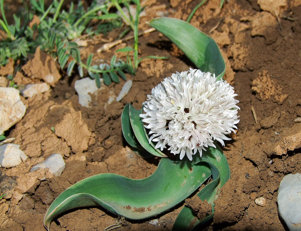 Image of Allium libani specimen.