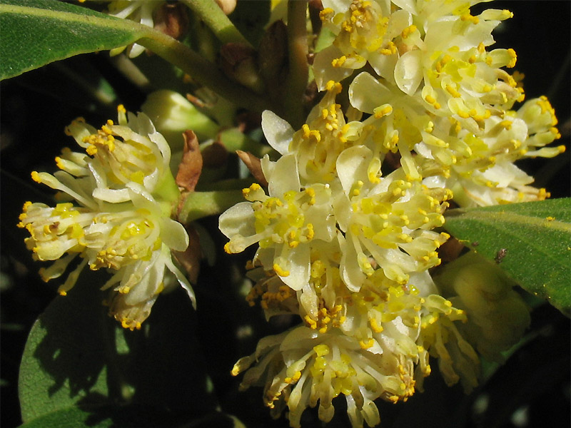 Image of Laurus novocanariensis specimen.