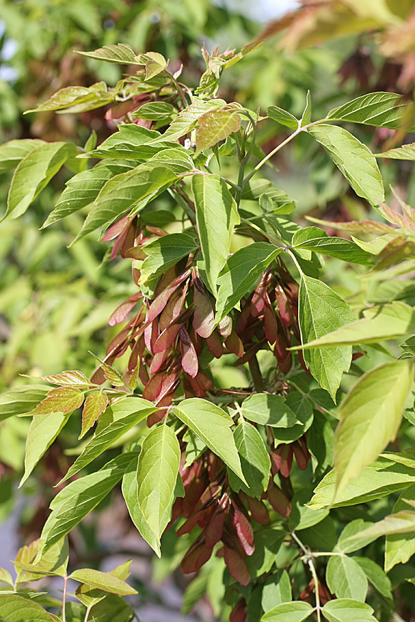 Image of Acer negundo specimen.