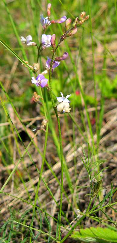 Изображение особи Astragalus austriacus.