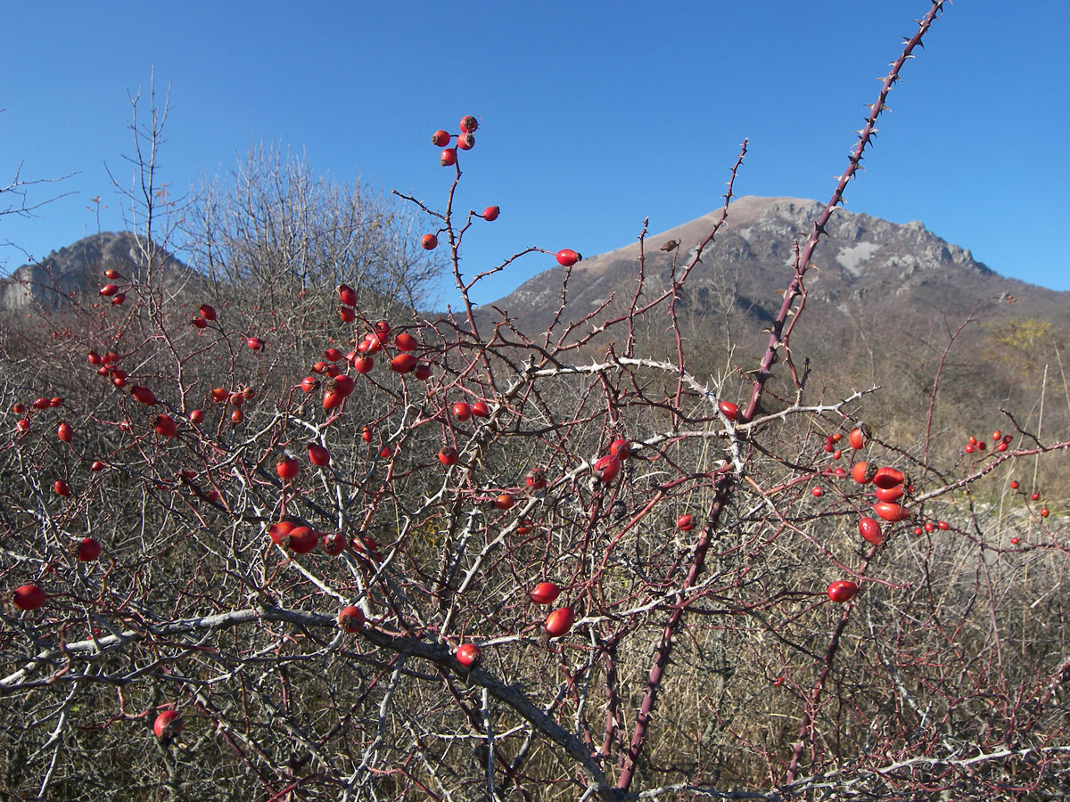 Image of Rosa canina var. hispida specimen.