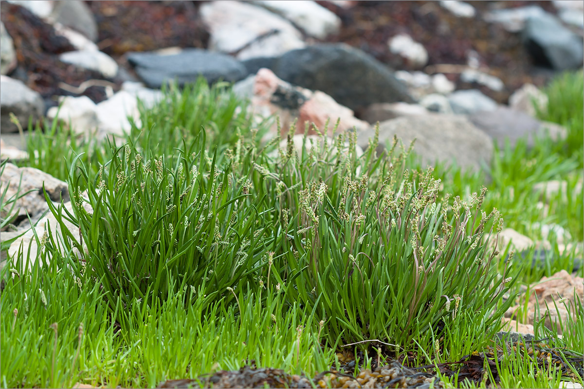 Image of Plantago maritima specimen.