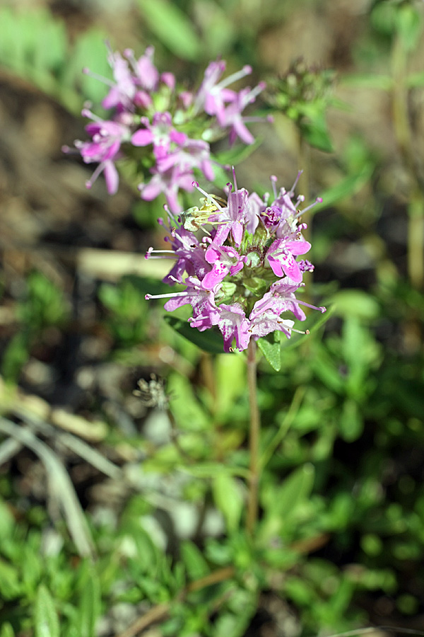 Image of genus Thymus specimen.